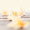Vanilla, fragrance oil