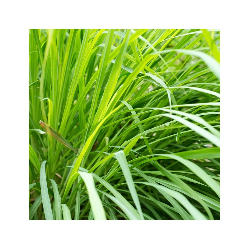 Lemongrass, essential oil