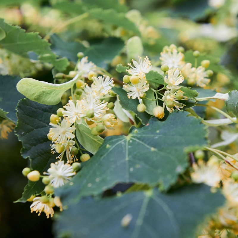 Linden flowers, fragrance oil