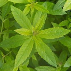 Sitruuna verbena, tuoksuöljy