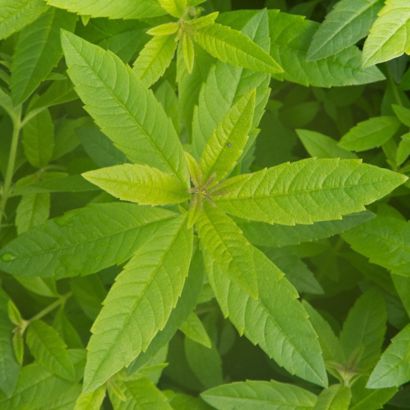 Lemon verbena, fragrance oil