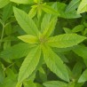 Лимонная вербена, ароматическое масло