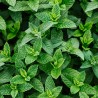 Mint, fragrance oil