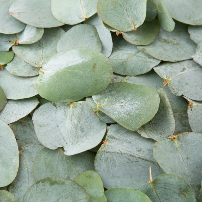 Eucalyptus, fragrance oil