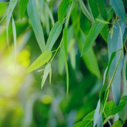 Eukalyptus, eteerinen öljy