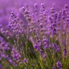 Lavender, fragrance oil