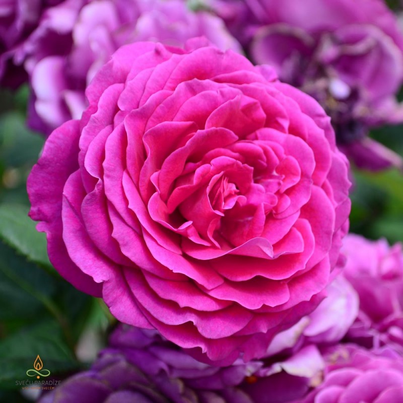 Bulgarian rose, fragrance oil
