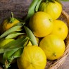 Bergamot, BIO, eeterlik õli