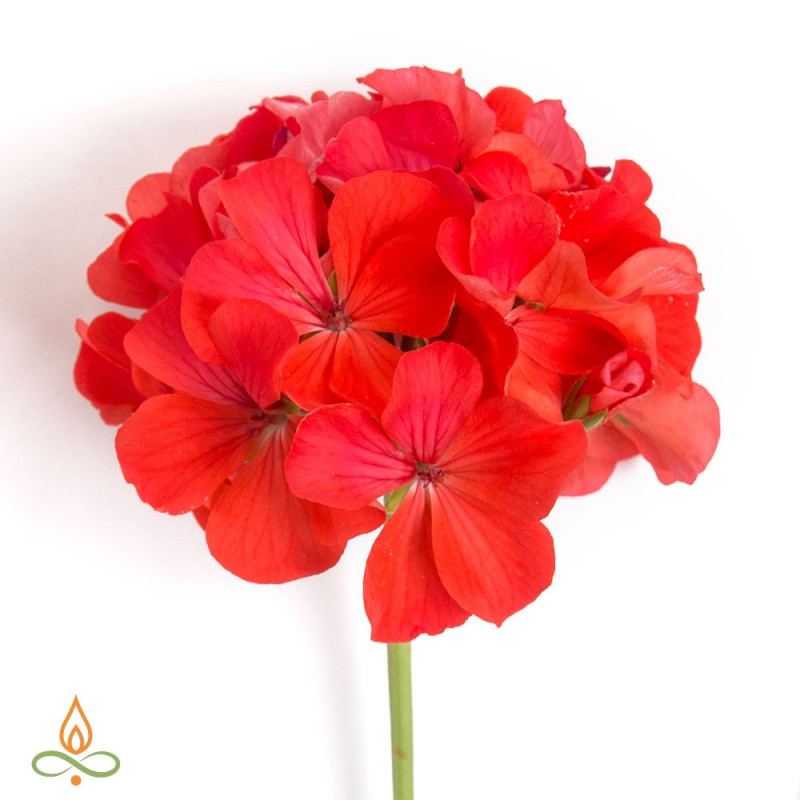 Geranium, essential oil