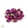 Gomphrena