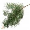 Pine, essential oil