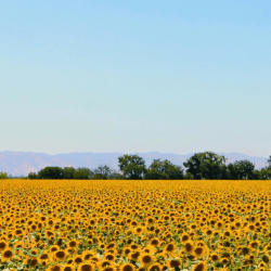Sunflower wax for container candles, Keragreen Sunflower Container
