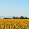 Päevalillevaha anumas küünalde jaoks, Keragreen Sunflower Container